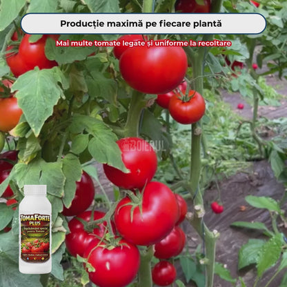 TomaForte PLUS